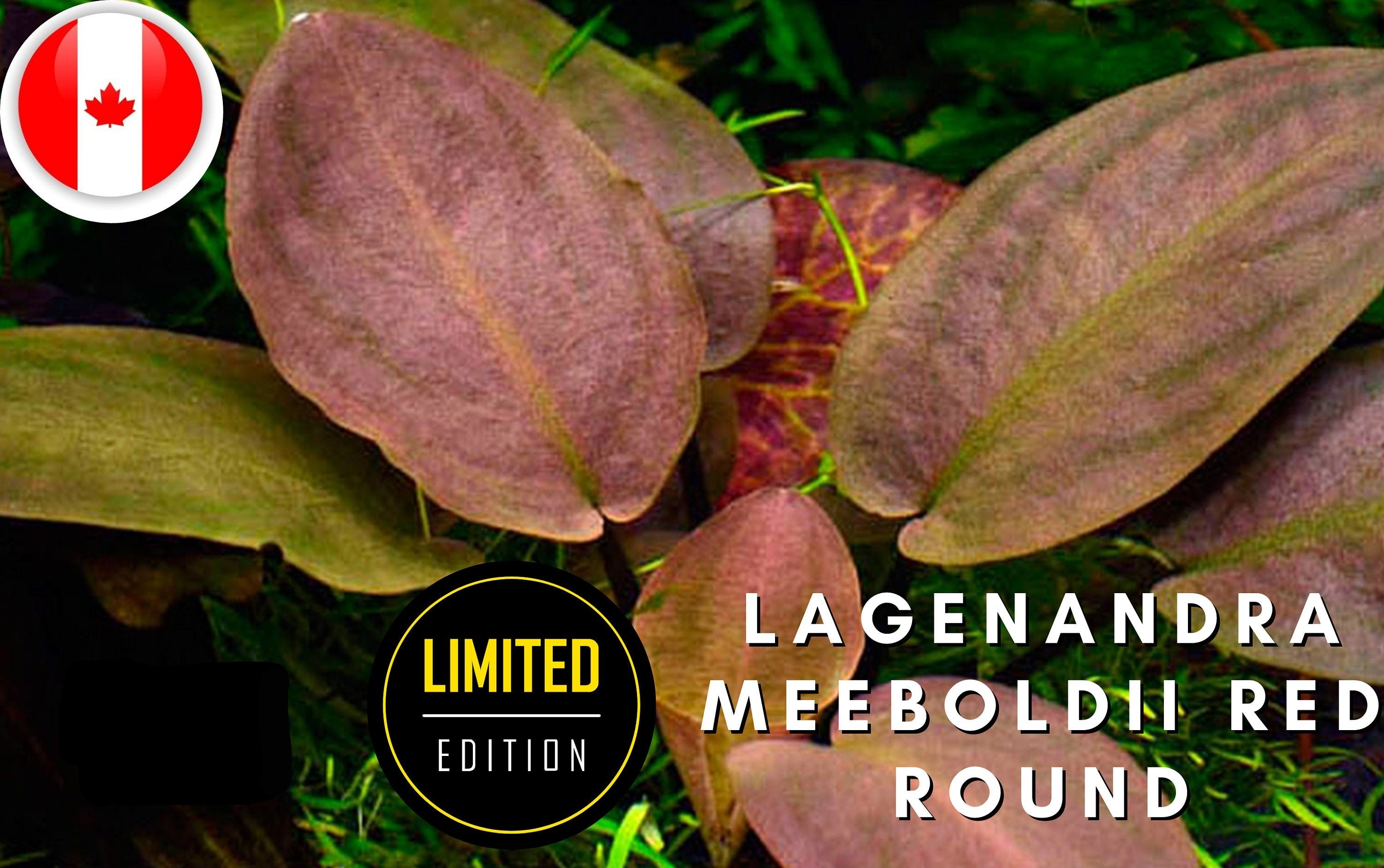 Lagenandra meeboldii red round - Aquatic Plants - Canada Seller - Combined Shipping